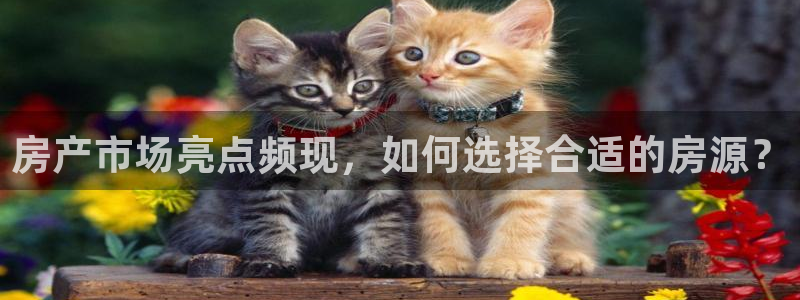 新宝5手机测速：房产市场亮点频现，如何选择合适的房源？