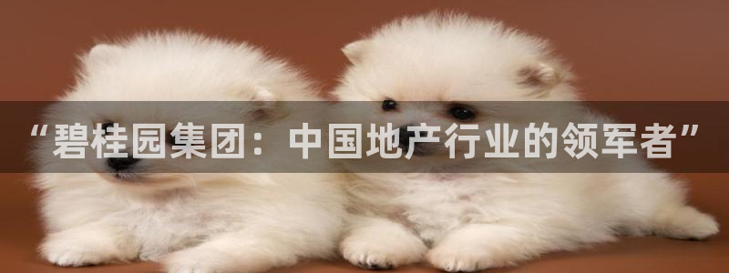 新宝5app手机下载