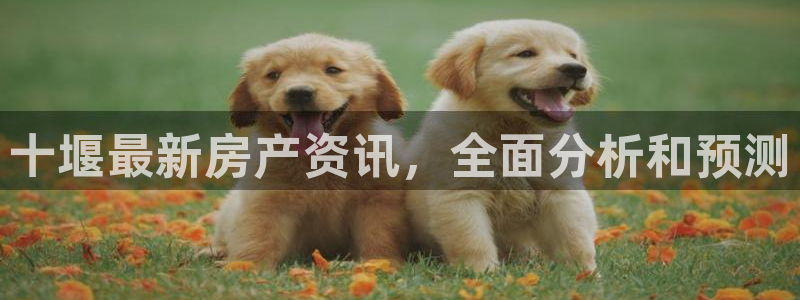 新宝5 测速：十堰最新房产资讯，全面分析和预测