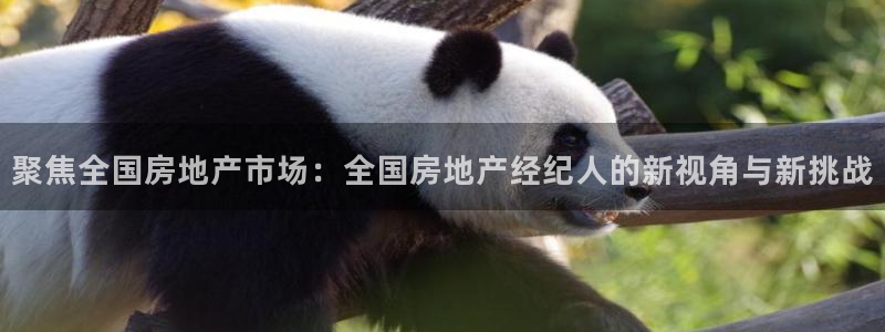 新宝5娱乐学：聚焦全国房地产市场：全国房地产经纪人的新视角与