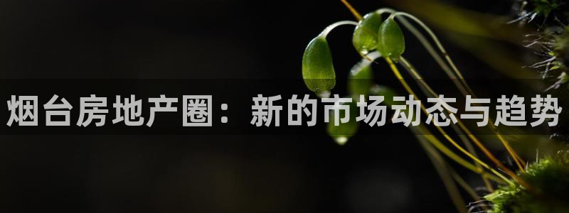 新宝5官方登录入口：烟台房地产圈：新的市场动态与趋势