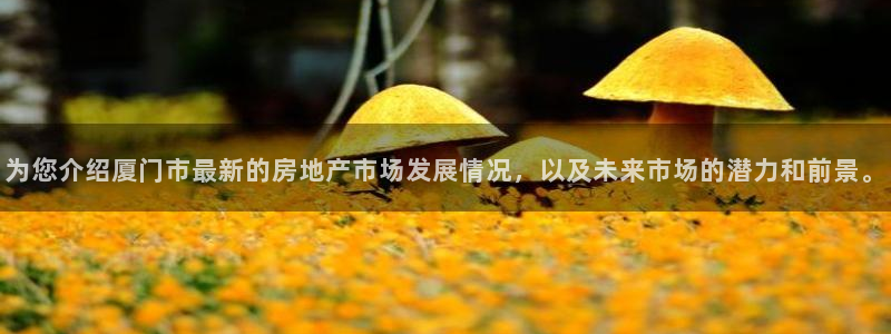 新宝5寻33 300球：为您介绍厦门市最新的房地产市场发展情